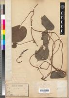 Isotype of Dioscoreophyllum klaineanum Pierre [family MENISPERMACEAE]