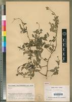 Isotype of Deeringia humbertiana Cavaco [family AMARANTHACEAE]