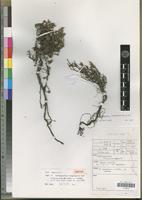 Isotype of Anthospermum longisepalum Puff [family RUBIACEAE]