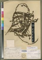 Holotype of Anthospermum thymoides Baker subsp. antsirabense Puff [family RUBIACEAE]