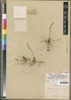 Holotype of Bulbophyllum comorianum H.Perrier [family ORCHIDACEAE]