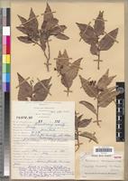 Isotype of Mendoravia dumaziana Capuron [family FABACEAE-CAESALPINIOIDEAE]