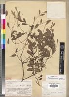 Isolectotype of Tetrapterocarpon geayi Humbert [family FABACEAE-CAESALPINIOIDEAE]