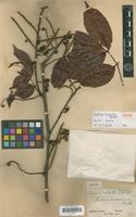 Isotype of Paullinia tricornis Radlk. [family SAPINDACEAE]