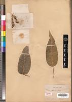Isotype of Ficus assimilis Baker [family MORACEAE]