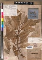 Lectotype of Ficus menabeensis H.Perrier [family MORACEAE]