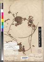 Isolectotype of Cissampelos mucronata A.Rich. [family MENISPERMACEAE]
