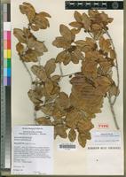 Holotype of Scolopia maoulidae Hul, Labat & O.Pascal [family FLACOURTIACEAE]