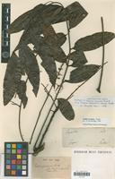 Syntype of Talisia carinata Radlk. [family SAPINDACEAE]