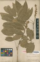 Holotype of Sapindus esculentus Cambess. [family SAPINDACEAE]