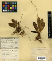 Isotype of Bulbophyllum atrorubens Schltr. [family ORCHIDACEAE]