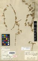 Holotype of Alternanthera truxillensis Kunth [family AMARANTHACEAE]