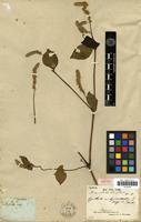 Isotype of Desmochaeta densiflora Kunth [family AMARANTHACEAE]