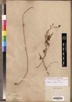 Isotype of Daemia aethiopica Decne [family ASCLEPIADACEAE]