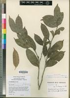 Holotype of Drypetes darcyana Mac Pherson [family EUPHORBIACEAE]