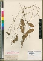 Isotype of Lagrezia comorensis Cavaco [family AMARANTHACEAE]