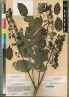 Isotype of Polyscias felicis Bernardi [family ARALIACEAE]