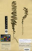 Isotype of Asplenium erectum Willd. var. pinnatipartitum Mett. [family PTERIDOPHYTA]