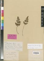 Holotype of Cheilanthes krameri Franch. & Sav. [family PTERIDOPHYTA]