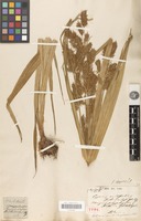Holotype of mariscus polyphyllus Kunth [family CYPERACEAE]