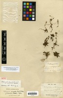 Isotype of Alchemilla pinnata Ruiz & Pav. f. minima Wedd. [family ROSACEAE]