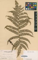 Type? of Athyrium elegans Tagawa [family PTERIDOPHYTA]