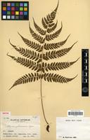 Type of Athyrium yakusimense Tagawa [family PTERIDOPHYTA]