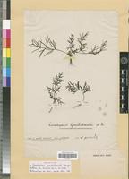 Holotype of Ceratopteris gaudichaudii Brongn. [family PTERIDOPHYTA]