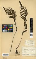 Type of Athyrium oshimense H.Christ [family PTERIDOPHYTA]