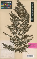 Holotype of Asplenium melanolepis Franch. & Sav. [family PTERIDOPHYTA]