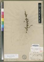 Isotype of Lycium oxycarpum Dunal var. parviflorum Dunal [family SOLANACEAE]
