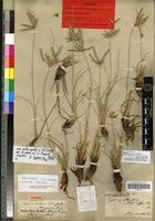 Lectotype of Cyperus aucheri Jaub. & Spach [family CYPERACEAE]