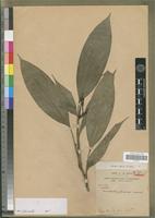 Isotype of Diceratostele gabonensis Summerh. [family ORCHIDACEAE]