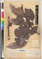Type of Placodiscus boya Aubrév. & Pellegr. [family SAPINDACEAE]