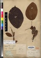 Type? of Agelaea thouarsiana Baill. [family CONNARACEAE]
