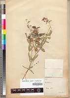 Type of Crotalaria barnabassii Baker [family FABACEAE-PAPILIONOIDEAE]