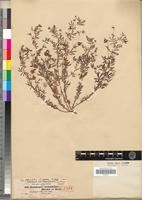 Type of Ornithopus coriandrinus Hochst. & Steud. [family FABACEAE-PAPILIONOIDEAE]