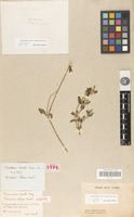Holotype of telanthera martii Moq. [family AMARANTHACEAE]