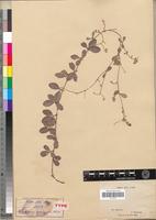 Type of Crotalaria variegata Baker [family FABACEAE-PAPILIONOIDEAE]