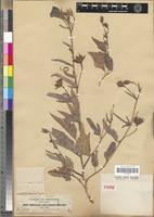 Type of Hibiscus articulatus A.Rich. [family MALVACEAE]