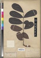 Type of Swietenia angolensis C.DC. [family MELIACEAE]
