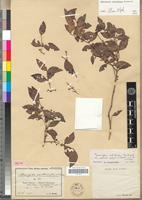 Isotype of Memecylon australe Gilg & Schltr [family MELASTOMATACEAE]