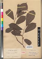 Type? of Diospyros senensis Klotzsch [family EBENACEAE]
