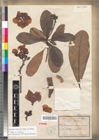 Isotype of Voacanga obtusa K.Schum. [family APOCYNACEAE]