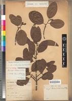 Aningeria altissima in Global Plants on JSTOR