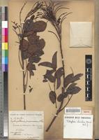 Isotype of Piptadenia chevalieri Harms [family FABACEAE-MIMOSOIDEAE]