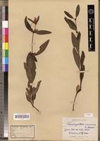 Type of Lepidagathis nemorosa Moore [family ACANTHACEAE]