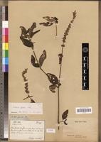 Type? of Justicia fasciata E.Mey. [family ACANTHACEAE]