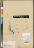 Syntype of Ehrharta paniciformis Nees var. gracilis Nees [family POACEAE]