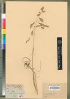 Syntype of Poa binata Nees [family POACEAE]